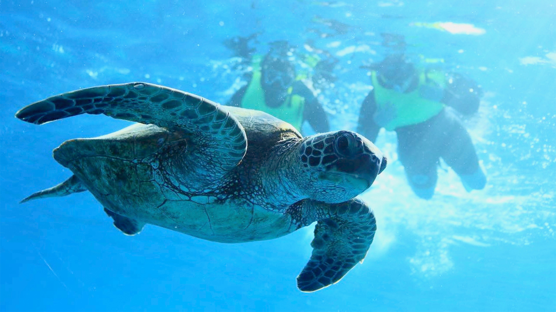 渡米後はハワイを楽しめる企画が盛りだくさん！