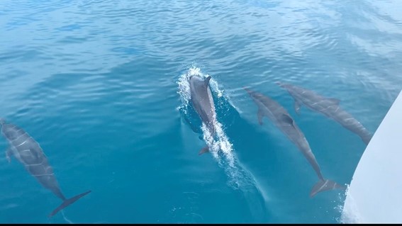 ハワイの伝統とアクティビティ⑤