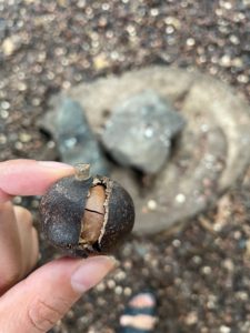 Tropical Farms Macadamia Nuts